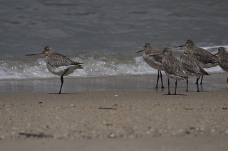 Jeremy C photo - Cairns, Australia, birds on the beach