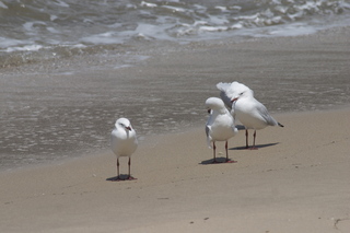 Jeremy C photo - Cairns, Australia, birds on the beach