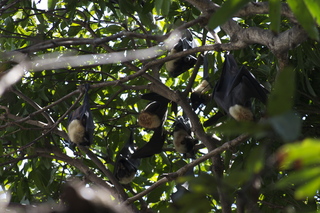 Jeremy C phono - Cairns, Australia, bats in tree