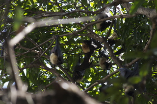Jeremy C phono - Cairns, Australia, bats in tree
