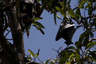 Jeremy C photo - Cairns, Australia, bats