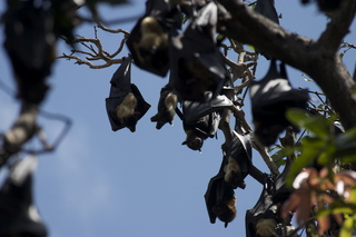 Jeremy C photo - Cairns, Australia, bats