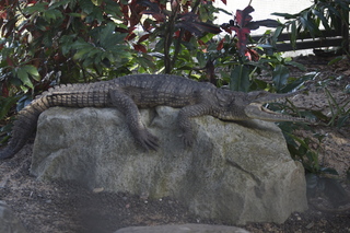Jeremy C photo - Cairns, Australia, casino ZOOm - crocodile