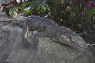 Jeremy C photo - Cairns, Australia, casino ZOOm - crocodile