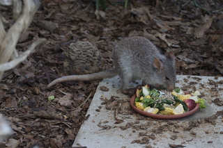 Jeremy C photo - Cairns, Australia, casino ZOOm - kangaroo-like rodent