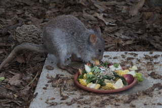 85 83h. Jeremy C photo - Cairns, Australia, casino ZOOm - kangaroo-like rodent