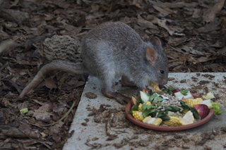 Jeremy C photo - Cairns, Australia, casino ZOOm - kangaroo-like rodent