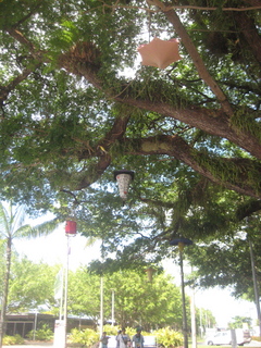 116 83h. Jeremy C photo - Cairns, Australia, lanterns in trees