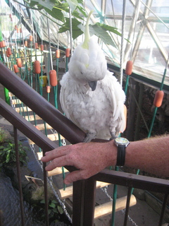 Jeremy C photo - Cairns, Australia, casino ZOOm - white cockatoo and Adam's wrist (with Qaddafi watch)