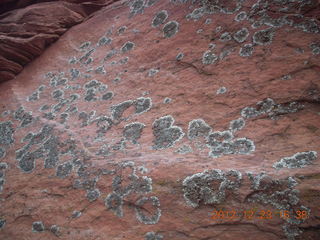 256 84p. Zion National Park - Angels Landing hike - West Rim trail - lichens