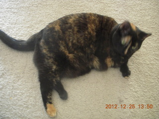 194 84r. my cat Maria when I got home