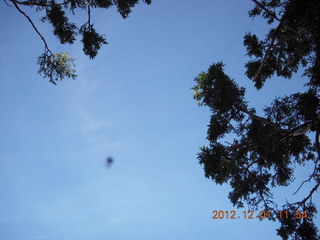 Young International (24AZ) - blurry spider