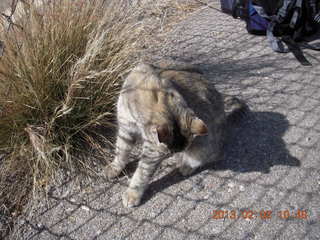 Benson (E95) airport cat