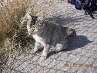 Benson (E95) airport cat