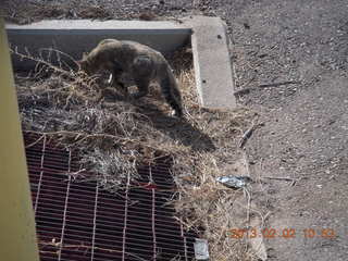 Benson (E95) airport cat