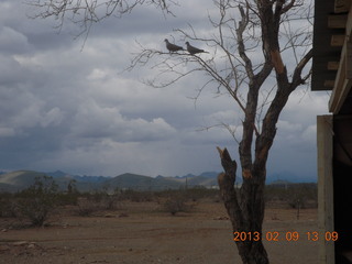 Jeremy C photo - Cairns, Australia, birds on the beach