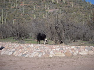 Bouquet Ranch - mini fly-in - bull