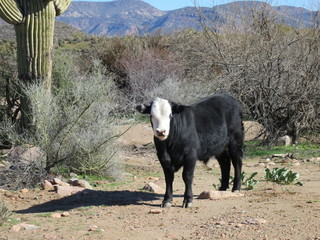 Sean G grapevine pictures - Bouquet Ranch - bull