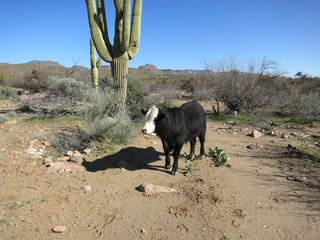 Sean G grapevine pictures - Bouquet Ranch - bull