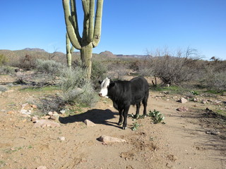 Sean G grapevine pictures - Bouquet Ranch -bull