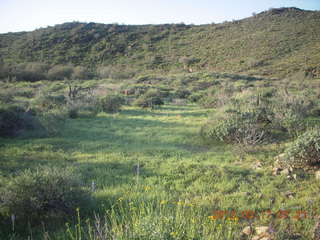 Lost Dog Wash hike - green desert