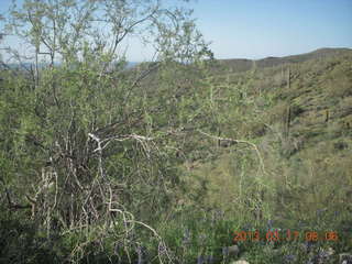 Lost Dog Wash hike - green desert