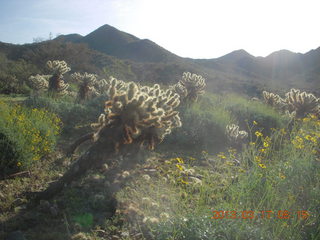 Lost Dog Wash hike - green desert