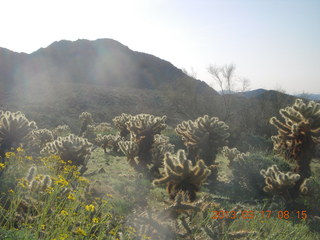 Lost Dog Wash hike - green desert