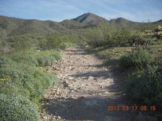 Lost Dog Wash hike - green desert