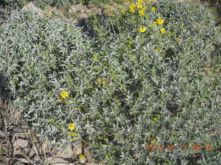 Lost Dog Wash hike - green desert