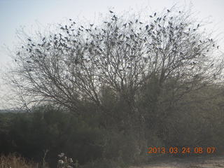 Millar airstrip run - birds in the tree