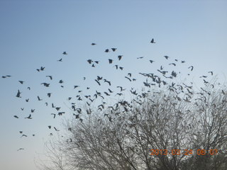 Jeremy C photo - Cairns, Australia, casino ZOOm - birds