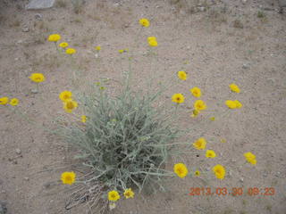 Alamo Lake run - yellow flowers