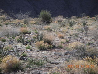 30 87x. Grand Gulch vegetation