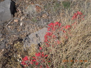 36 87x. Grand Gulch airstrip - red flowers