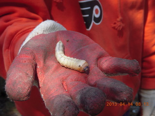 big grub in Montijo yard