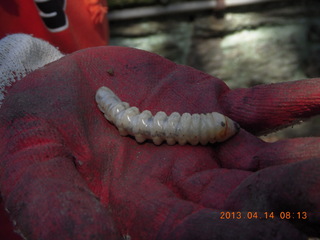 big grub in Montijo yard