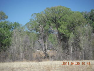 50 88l. Double Circle Ranch at Eagle Creek run - seeing airplanes through the trees