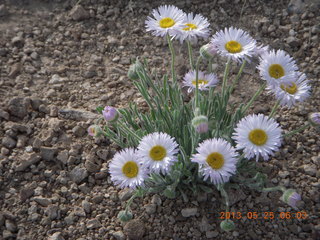 31 89r. Sand Wash airstrip - flowers