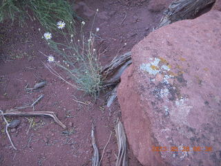 Fisher Towers trail - white flowers