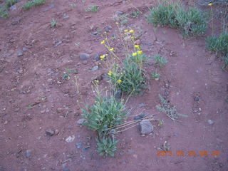 30 89s. Fisher Towers trail - yellow flower