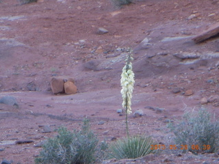 Fisher Towers trail - tall white flowers