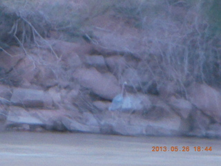 138 89s. night boat ride along the Colorado River - blurry blue heron