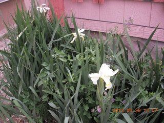 Hanksville - flowers