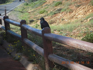 Bryce Canyon - raven