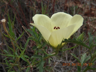 Elephant Mountain hike - flower