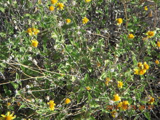 Brown's Ranch run - flowers