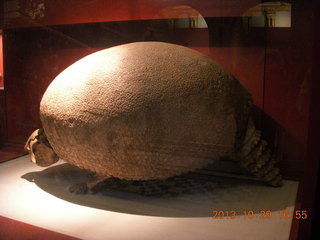 72 8ev. London Natural History Museum - giant, prehistoric armidillo