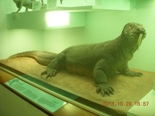 73 8ev. London Natural History Museum - kimodo dragon