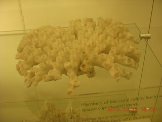 74 8ev. London Natural History Museum - coral